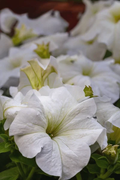 Fleur Blanc Pétunia Gros Plan Vue Boule Blanche Sur Fond — Photo