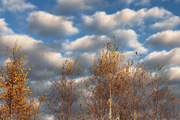 Céu Azul Bonito Com Nuvens Brancas Com Árvores Vidoeiro Com — Fotografia de Stock