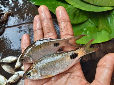 Guntoor Gölü 'nün yakınında küçük balıklar yerel perpus için yakalandı.