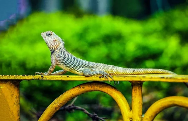 Cola Larga Animal Pequeño Fotografía — Foto de Stock