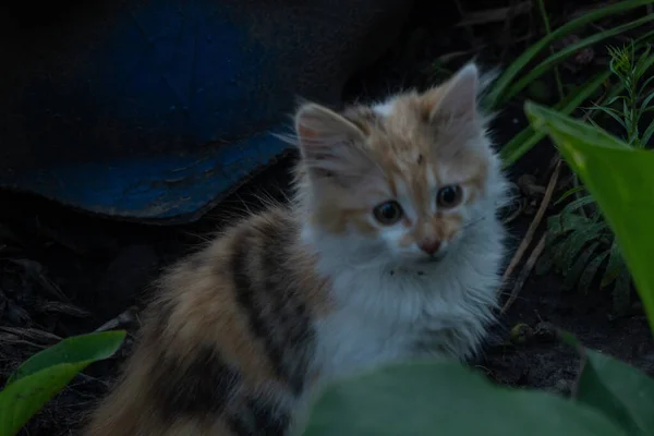 정원에 색깔의 고양이 — 스톡 사진