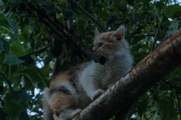 庭の3色のふわふわの子猫 — ストック写真