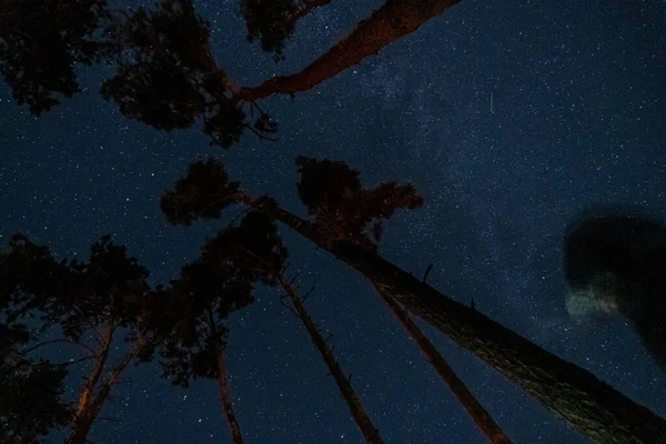 Nachthimmel Mit Sichtbaren Sternen Einem Abgelegenen Ort Man Baumwipfel Sehen — Stockfoto