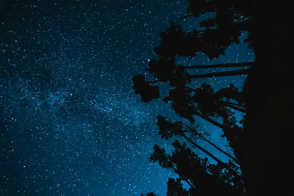 遠くに見える星々と夜空には木々の頂が見えます — ストック写真