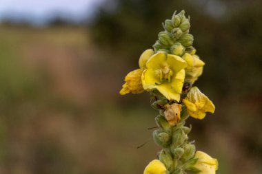Gökyüzünün önündeki sarı çiçek