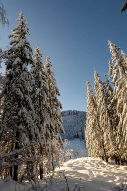 Dağ zirvelerinin arka planında kar köknar ağaçlarını kapladı.
