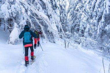 Adam kış ormanlarında yürüyor.