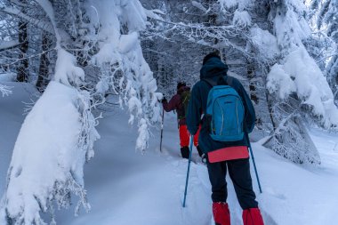 Adam kış ormanlarında yürüyor.
