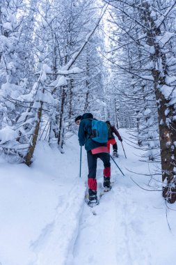 Adam kış ormanlarında yürüyor.