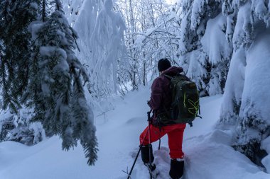 Kışın ayakta duran çam ormanları
