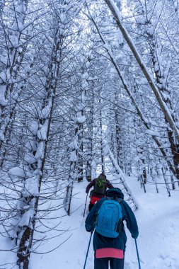Adam kış ormanlarında yürüyor.