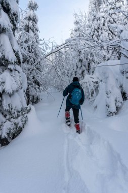 Adam kış ormanlarında yürüyor.