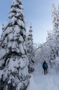 Adam kış ormanlarında yürüyor.