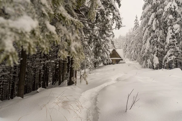 Winter Bergwald Mit Holzhaus — Stockfoto