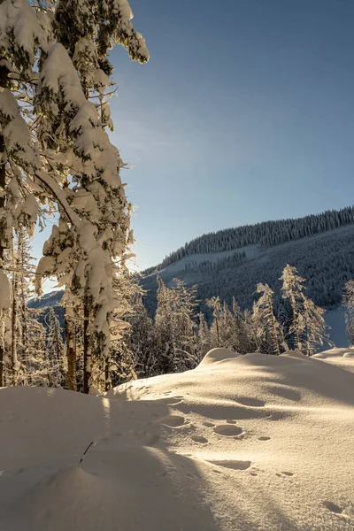 Hóval Borított Fenyőfák Hegycsúcsok Hátterében — Stock Fotó