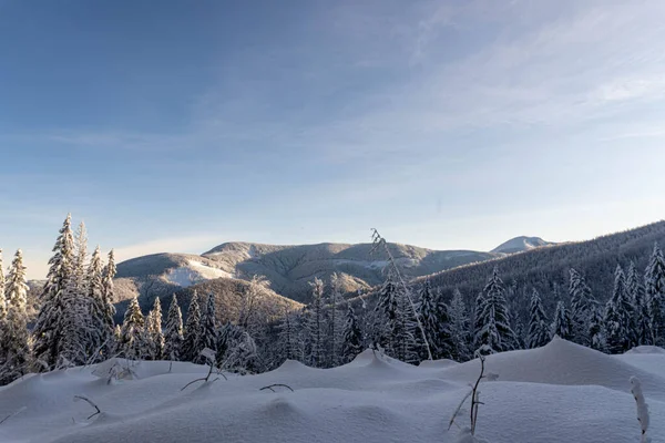 Hóval Borított Fenyőfák Hegycsúcsok Hátterében — Stock Fotó