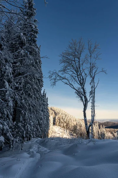 Schneebedeckte Tannen Auf Dem Hintergrund Von Berggipfeln — Stockfoto