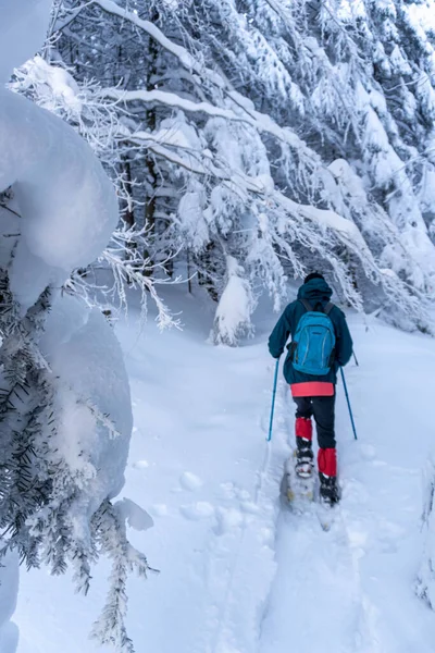 Adam kış ormanlarında yürüyor.