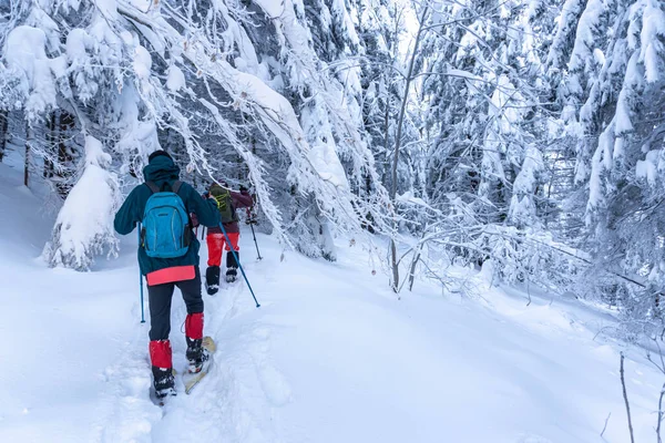 Adam kış ormanlarında yürüyor.