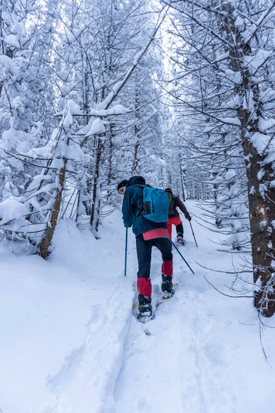 Adam kış ormanlarında yürüyor.