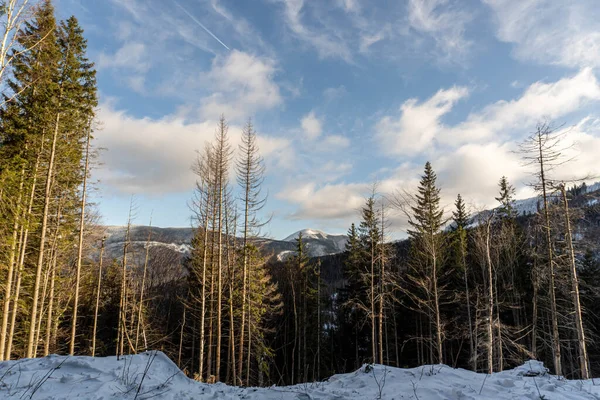 Сонячний Зимовий День Деревами Тлі Гірських Вершин — стокове фото
