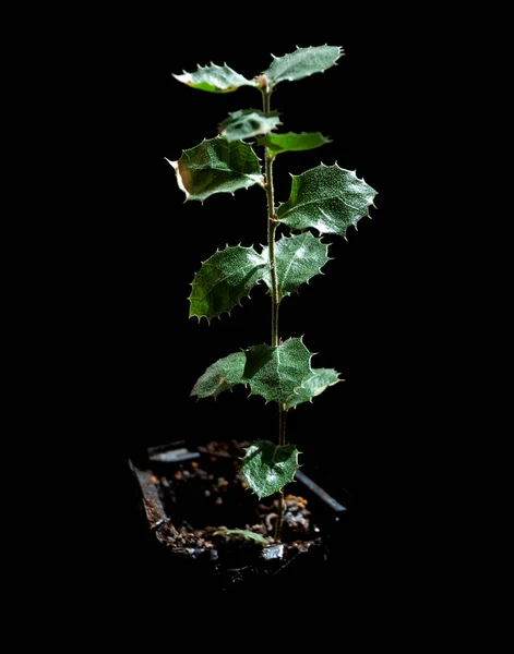 用黑松露种植菌根化的霍尔姆橡胶树 用于黑背景松露种植 — 图库照片