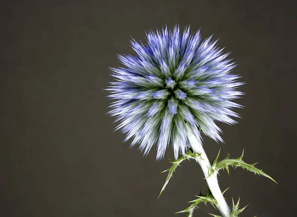 Ωραία Φωτογραφία Του Λουλουδιού Του Γαϊδουράγκαθου Μπλε Τόνους Επιστημονική Ονομασία — Φωτογραφία Αρχείου