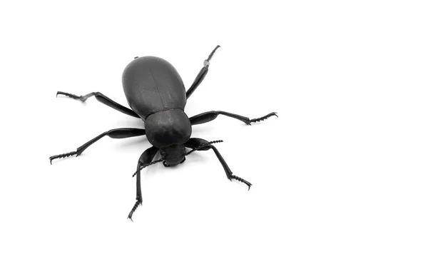 Большой Черный Жук Научное Название Blaps Lusitania Coleoptera Изолированы Белом — стоковое фото