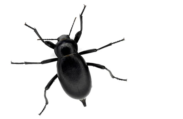 Çok Büyük Siyah Böcek Bilimsel Adı Blaps Lusitania Coleoptera Beyaz — Stok fotoğraf