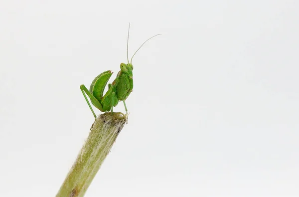 Beyaz Arkaplanda Küçük Yeşil Bir Peygamber Devesinin Makro Fotoğrafı — Stok fotoğraf