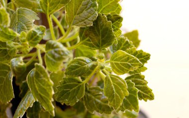 Yakın plan fotoğraf tütsüsü, saksı süsü bitkisi, bilimsel adı Plectranthus coleoides.