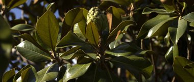 Ficus elastica, yapraklar ve meyveler, genellikle kauçuk ağaç olarak bilinir.