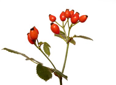 Gül kalça beyaz arka planda izole Rose kalça beyaz arka planda izole