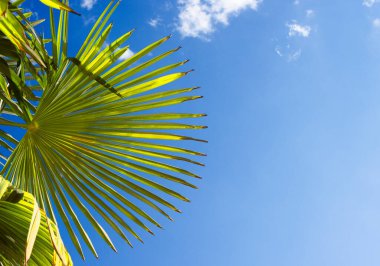 Mavi gökyüzünün ışığına karşı bir palmiye yaprağı, Washingtonia palmiyesi