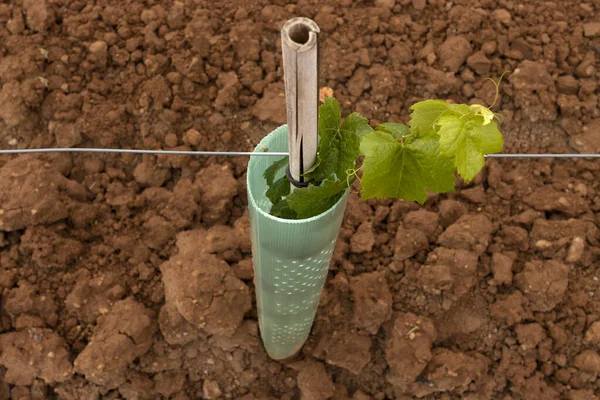 Zole Edilmiş Genç Dikey Çekim Konumlandırılmış Trellis Şarap Üzümü — Stok fotoğraf