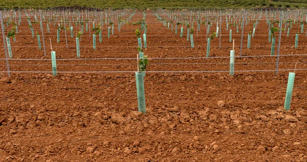 Junges Weingut Vertikal Schießen Positioniert Spalier Weintraube — Stockfoto