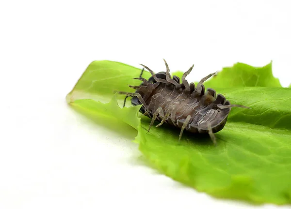 Sow Bug Woodlouse Oniscus Asellus Pernas Para Cima Fundo Branco — Fotografia de Stock