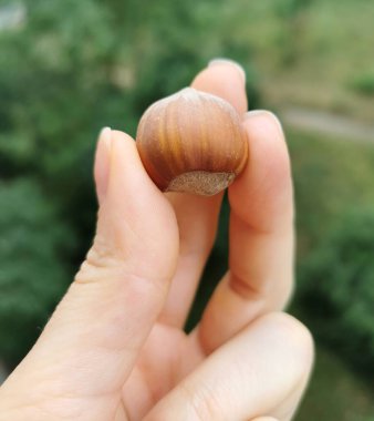 Ağaçların arka planında bir fındık.