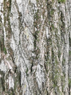 Ağaç kabuğunun dokusu yakın plan. Yosun kaplı ağaç kabuğu dokusu yakın plan.