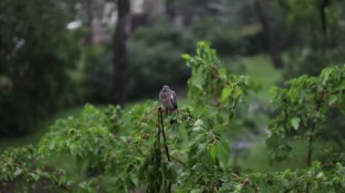 Yağmur yağıyor ve bir güvercin ağaçta oturuyor..