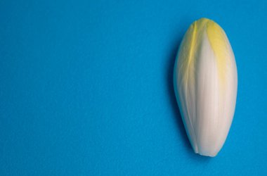 Hindiba, hindiba, succory. Sebze cadısı. Mavi arkaplanda taze hindiba.