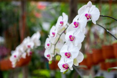 Güzel pembe orkideler, falaenopsis, yeşil evde.