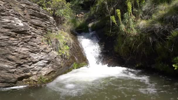 Crystal Clear Water Stream Mountain Vegetation Rocks — Stock Video