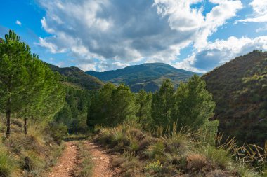 Çam ormanlarında yürüyorum, gökyüzü bulutlu, yer bitkilerle kaplı.