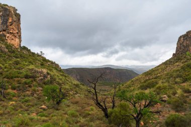 Kuru ağaçlı bir tarla, yerde çalılar, kenarlarda taş bir duvar var, arka planda bir dağ var ve gökyüzü bulutlu.