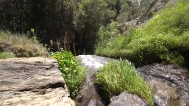 Bitkilerin arasından akan su, kayaların arasında çimenler büyümüş ve yeşildir.
