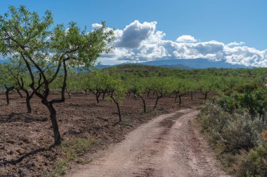 Badem koruluğunun yanında bir patika var, arka planda dağlar var ve gökyüzünde bulutlar var.
