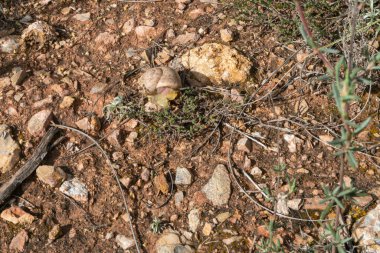 Yerde sürünen salyangozlar, küçük taşlar, kuru yapraklar ve çimenler var.