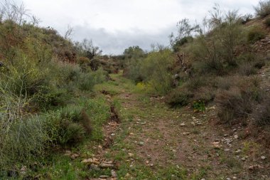 Otlar ve çalılar arasındaki patikada toprak ve taşlar var, gökyüzü bulutlu.