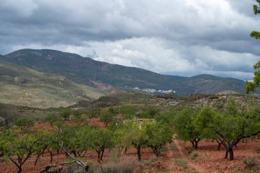 Bitkilerle kaplı dağlık bir arazi, dağın yamacında badem ağaçları yetiştiriliyor, küçük bir kasaba var ve gökyüzü bulutlu.
